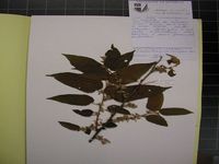 Herbarium sample